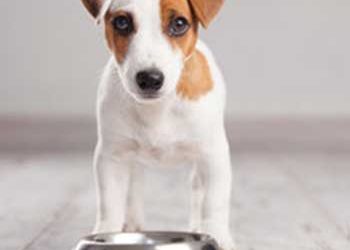 Hundeernährung – Gewusst wie!
