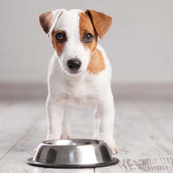 Hundeernährung – Gewusst wie!